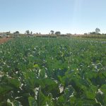 Govt, SEEDCO fail to defend farmers against counterfeit seeds