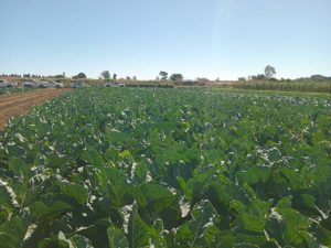 Zim Gvt Reviews Agriculture Levies and fees