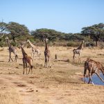 ECA launches regional drive to turn Central Africa’s forest wealth into industrial value