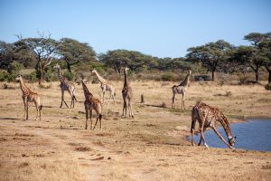 ECA launches regional drive to turn Central Africa’s forest wealth into industrial value