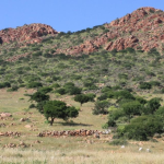 Kenya and Partners launch national effort to build climate resilience in livestock, land and insurance systems