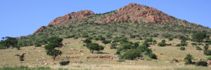 Kenya and Partners launch national effort to build climate resilience in livestock, land and insurance systems
