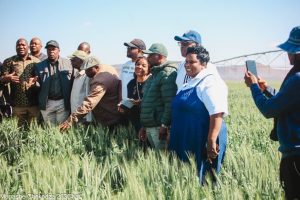 Parliament Applaudes ARDA’s Production Model’s Success in Wheat Farming