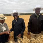 Mash Central surpasses wheat target, records 5.5t per hectare average yield