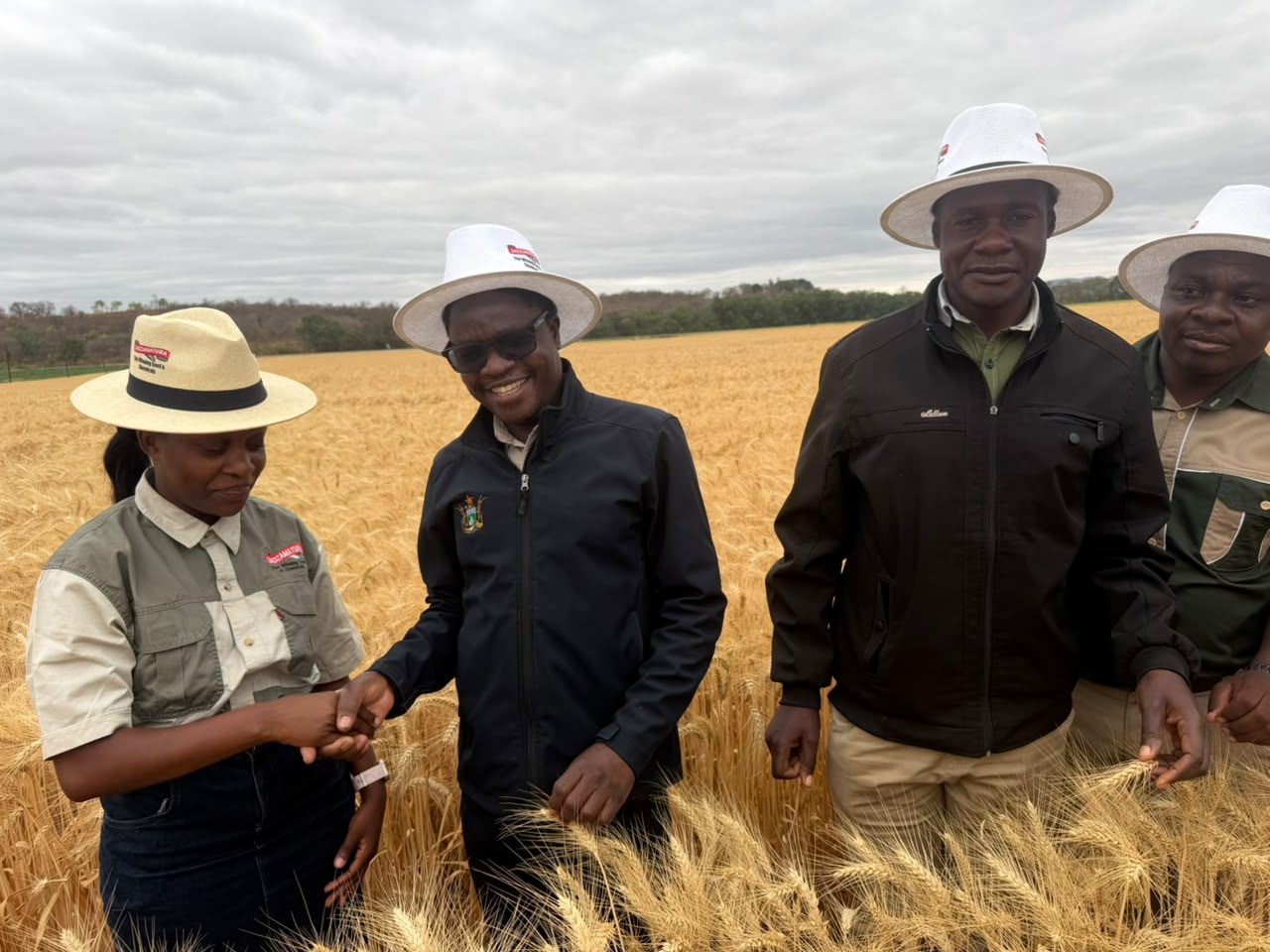 Mash Central surpasses wheat target, records 5.5t per hectare average yield