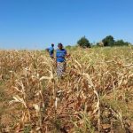 Zimbabwe’s Community Early Warning Systems Help Families Prepare for El Niño